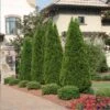 Emerald Green Thuja Tree -Brighterblooms Shop Emeral Green Arborvitae BB 600x600 3d73b82d de13 4c32 9fe2 a523e3f631b1