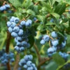 Emerald Blueberry Bush -Brighterblooms Shop Emerald Blueberries 600x600 2fcbf608 637a 431d bbf6 75235061d14f