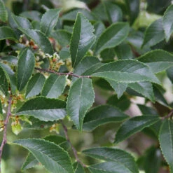 Emerald Flair Elm -Brighterblooms Shop Emerald Flair 2