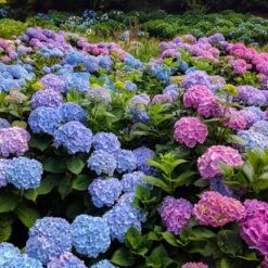 Endless Summer® Hydrangea Shrub -Brighterblooms Shop Endless Summer Hydrangea 2 BB