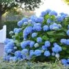 Endless Summer® Hydrangea Shrub 2 Endless Summer® Hydrangea Shrub -Brighterblooms Shop Endless Summer Hydrangea 2 BB 600x600 b1f7d180 dfad 463e bec0 c03af0f15ff3