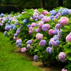Endless Summer® Hydrangea Shrub -Brighterblooms Shop Endless Summer Hydrangea 4 BB