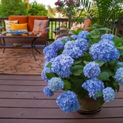 Endless Summer® Hydrangea Shrub -Brighterblooms Shop Endless Summer Hydrangea 6