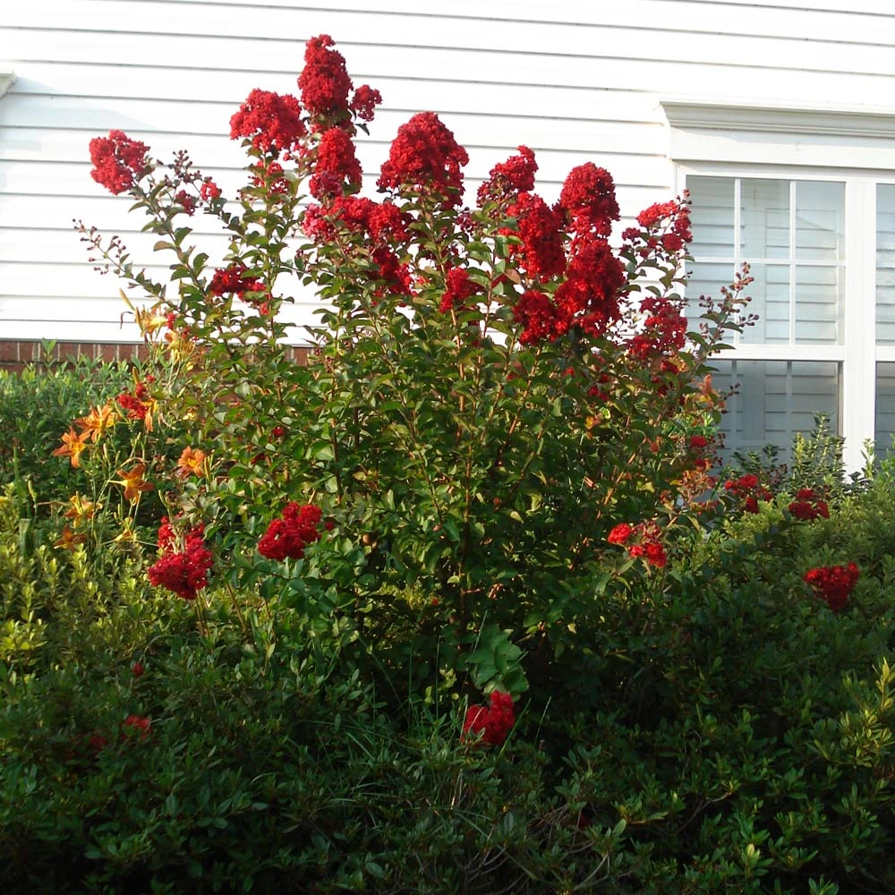 Enduring Summer Red Crape Myrtle Shrub 4 Enduring Summer Red Crape Myrtle Shrub - Image 2