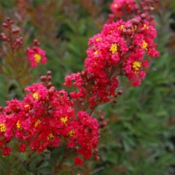 Enduring Summer Red Crape Myrtle Shrub 7 Enduring Summer Red Crape Myrtle Shrub -Brighterblooms Shop Enduring Summer Crape Myrtle 2 BB