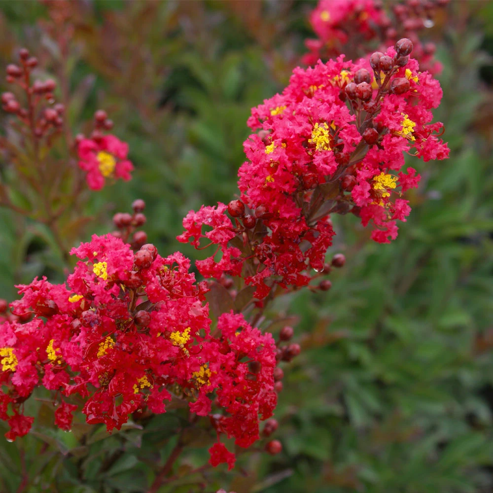 Enduring Summer Red Crape Myrtle Shrub 5 Enduring Summer Red Crape Myrtle Shrub - Image 3