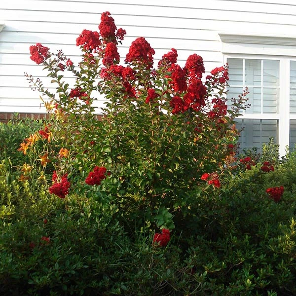 Enduring Summer Red Crape Myrtle Shrub 3 Enduring Summer Red Crape Myrtle Shrub