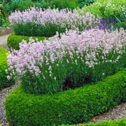 Dwarf English Boxwood Shrub -Brighterblooms Shop English Boxwood 4