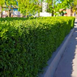 Dwarf English Boxwood Shrub -Brighterblooms Shop English Boxwood 5 BB