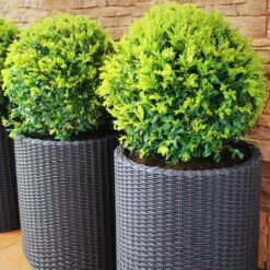Dwarf English Boxwood Shrub -Brighterblooms Shop English Boxwood 8 BB