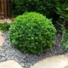 Dwarf English Boxwood Shrub -Brighterblooms Shop English Boxwood BB 600x600 591ab9f5 b76d 4619 a5ad 7d9ce1fccb6c