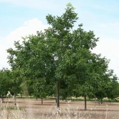 Carpathian English Walnut Tree -Brighterblooms Shop English Carpathian Walnut 3 BB