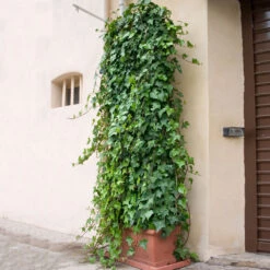 English Ivy 12 English Ivy -Brighterblooms Shop English Ivy 1 BB