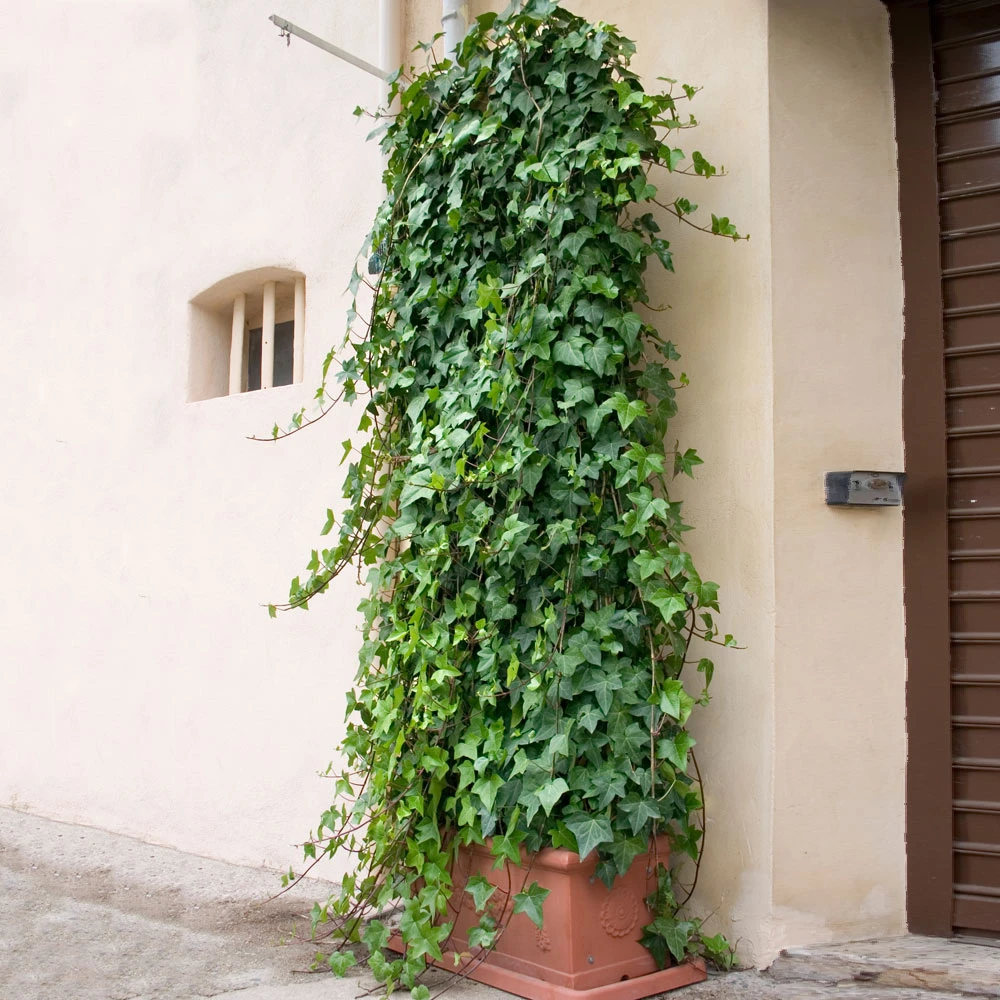 English Ivy 7 English Ivy - Image 5