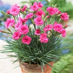 Scent First® Eternity Dianthus 7 Scent First® Eternity Dianthus -Brighterblooms Shop Eternity Dianthus 1