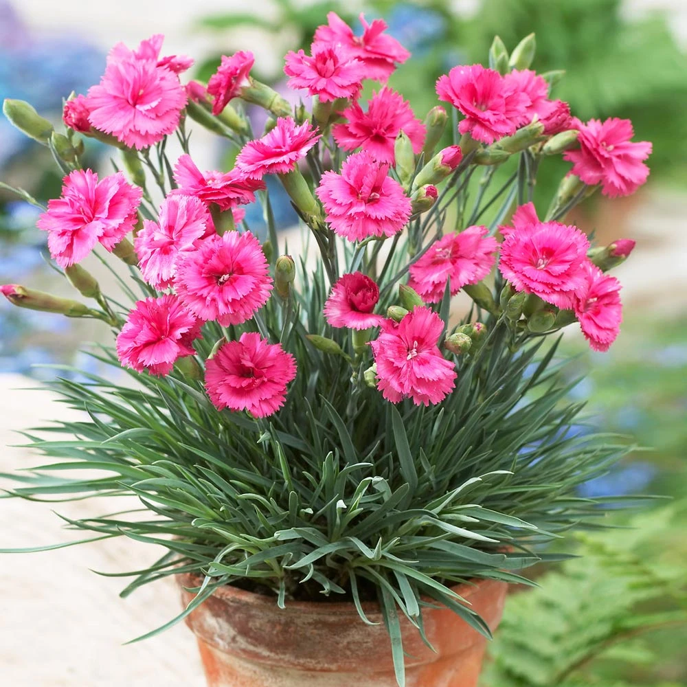 Scent First® Eternity Dianthus 5 Scent First® Eternity Dianthus - Image 3