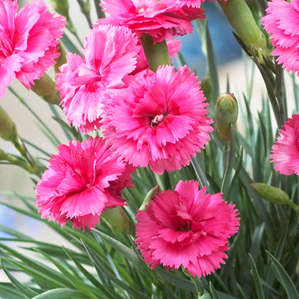Scent First® Eternity Dianthus 4 Scent First® Eternity Dianthus - Image 2