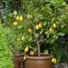 Eureka Lemon Tree -Brighterblooms Shop Eureka Lemon Tree BB 600x600 6064b866 c559 4600 8d23 edfeda745583