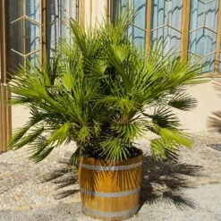 European Fan Palm Tree -Brighterblooms Shop European Fan Palm 4 BB