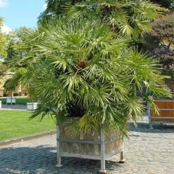European Fan Palm Tree -Brighterblooms Shop European Fan Palm 5
