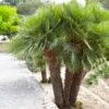 European Fan Palm Tree -Brighterblooms Shop European Fan Palm BB 600x600 f4563216 87fd 48fa 98a1 e9c88fa18a9d