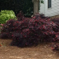 Ever Red Loropetalum Shrub -Brighterblooms Shop Ever Red Lorepetalum 2