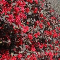 Ever Red Loropetalum Shrub -Brighterblooms Shop Ever Red Lorepetalum 7 BB