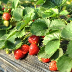 Everbearing Strawberry Plant 11 Everbearing Strawberry Plant -Brighterblooms Shop Everbearing Strawberry 1 BB