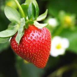 Everbearing Strawberry Plant 12 Everbearing Strawberry Plant -Brighterblooms Shop Everbearing Strawberry 4 BB