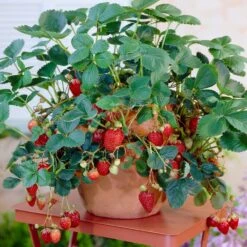 Everbearing Strawberry Plant 13 Everbearing Strawberry Plant -Brighterblooms Shop Everbearing Strawberry 8