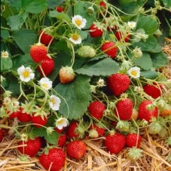 Everbearing Strawberry Plant 10 Everbearing Strawberry Plant -Brighterblooms Shop Everbearing Strawberry 9