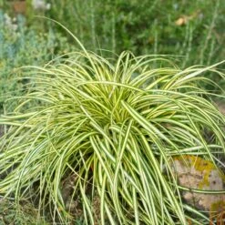 Carex Evergold (Japanese Sedge) -Brighterblooms Shop Evergold Carex Sedge 2