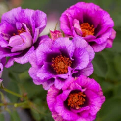 Eyeconic® Plum Lemonade Rose -Brighterblooms Shop Eyeconic Plum Lemonade Rose 2