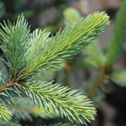 Fat Albert Colorado Blue Spruce -Brighterblooms Shop Fat albert Blue Spruce 2