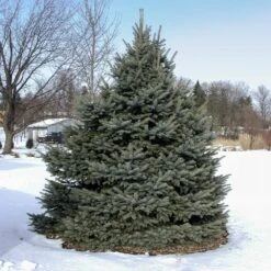Fat Albert Colorado Blue Spruce -Brighterblooms Shop Fat albert Blue Spruce 3 BB
