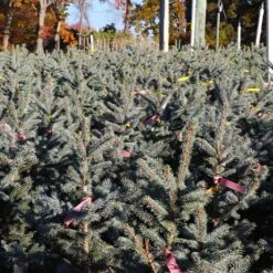 Fat Albert Colorado Blue Spruce -Brighterblooms Shop Fat albert Blue Spruce 6 BB