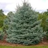 Fat Albert Colorado Blue Spruce -Brighterblooms Shop Fat albert Blue Spruce BB 600x600 c7f9e64b 067e 44f2 bdff ffaae5941c1a