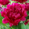 Felix Crousse Peony -Brighterblooms Shop Felix Crousse Peony BB 600x600 71119368 cfe8 4c1d 91a3 da3984862cd7