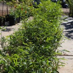 Fernleaf Bamboo -Brighterblooms Shop Fernleaf Multiplex Bamboo 5 BB