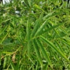 Fernleaf Bamboo -Brighterblooms Shop Fernleaf Multiplex Bamboo 600x600 f849af28 c56b 4321 8fac 1740458b95f7