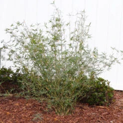 Fernleaf Bamboo -Brighterblooms Shop FernleafMultiplexBamboo 1