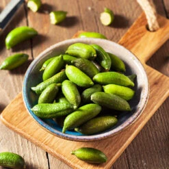 Australian Finger Lime Tree -Brighterblooms Shop Finger Lime Tree 4