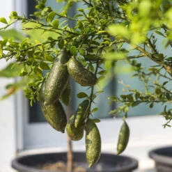 Australian Finger Lime Tree -Brighterblooms Shop Finger Lime Tree 6 BB