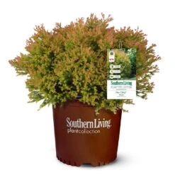 Fire Chief™ Thuja Shrub -Brighterblooms Shop Fire Chief Arborvitae 5