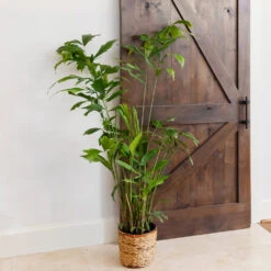 Fishtail Palm -Brighterblooms Shop Fishtail Palm 11 BB