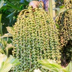 Fishtail Palm -Brighterblooms Shop Fishtail Palm 4