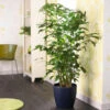Fishtail Palm -Brighterblooms Shop Fishtail Palm BB 600x600 925ab6b8 1eb7 49f5 a7e2 9da4caf9a4e2