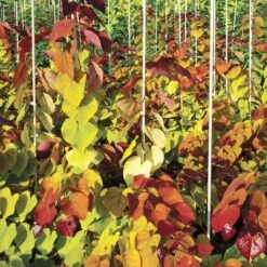 Flame Thrower® Redbud Tree -Brighterblooms Shop Flame Thrower Redbud 6