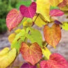Flame Thrower® Redbud Tree -Brighterblooms Shop Flame Thrower Redbud 600x600 BB