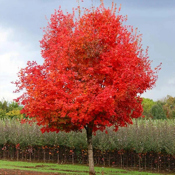 Flashfire® Maple Tree 3 Flashfire® Maple Tree